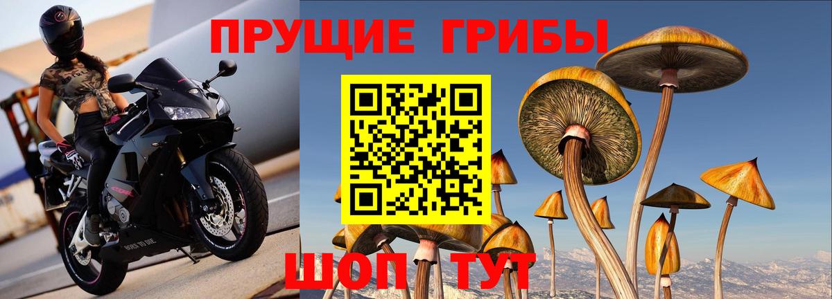 Псилоцибиновые грибы Psilocybe  Вход с VPN  Серов  Галлюциногенные грибы MAGIC MUSHROOMS 